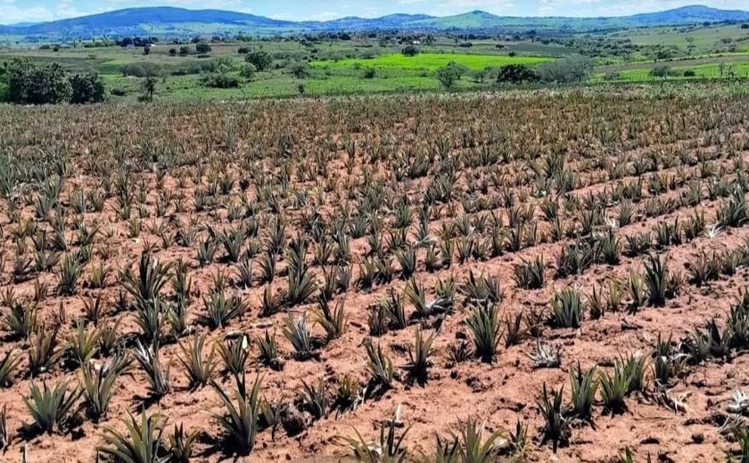 Seca e calor no Agreste já comprometem a próxima safra de mandioca e abacaxi