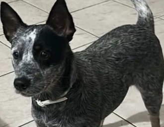 Família oferece recompensa por cadela que desapareceu no Ouro Preto