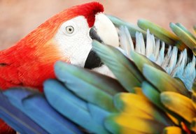 Turismo de Observação de Aves ganha destaque em Paulo Afonso