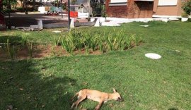 Quatro cães aparecem mortos em praça de Arapiraca