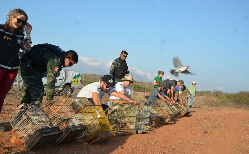 FPI do São Francisco faz soltura de mais de 400 pássaros ao bioma da Caatinga