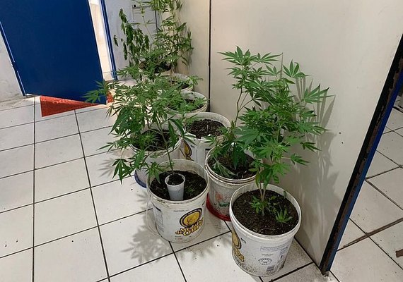 Homem é preso com plantação caseira de maconha no quintal de casa