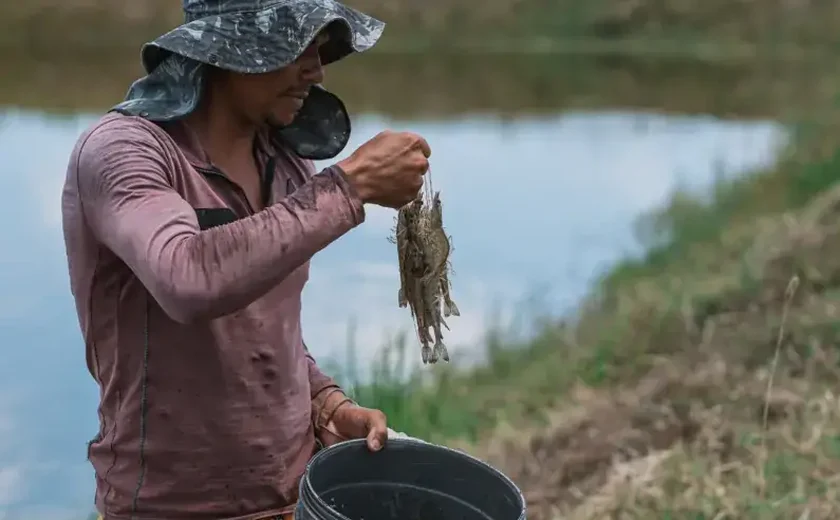 Criação de camarão avança em Alagoas e impulsiona desenvolvimento no campo