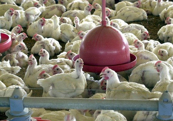 SC emite alerta máximo após gripe aviária em granja comercial no RS