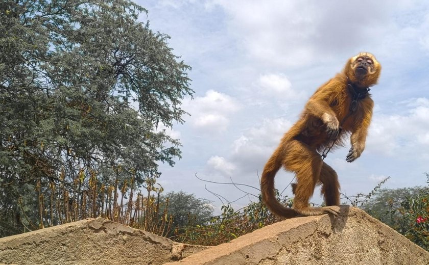 Macaco prego galego resgatado durante a FPI recebe cuidados no Centro de Triagem de Animais Silvestres