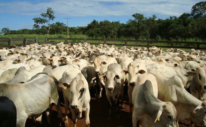 Polícia Civil elucida crimes de furto e receptação de gado em Atalaia