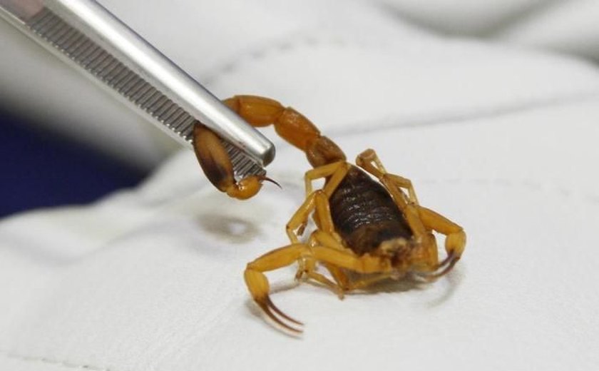 No verão, pais devem ter cuidado redobrado para evitar picada de escorpião em crianças