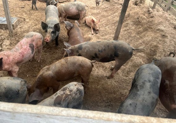 Pocilgas clandestinas são notificadas por fiscais da Vigilância Sanitária