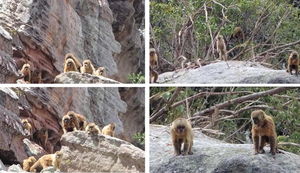 Cepram recebe relatório sobre Serra do Parafuso
