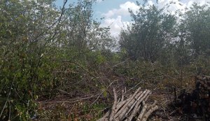 Famílias denunciam desmatamento de Área de Reserva Legal