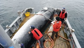 Japão deixa comissão que protege baleias e anuncia volta da caça comercial