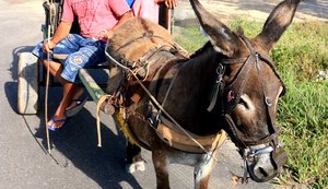 Abate de jumentos volta a causar polêmica