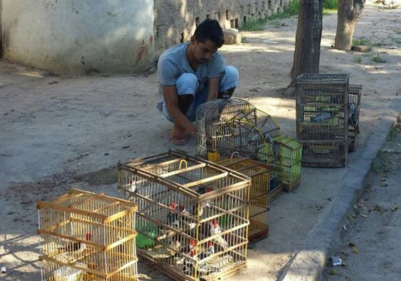 Mais de 270 animais silvestres são resgatados durante fiscalização no Agreste