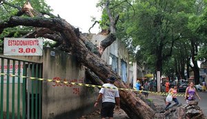 Maceió já registrou queda de 70 árvores durante chuvas das últimas semanas