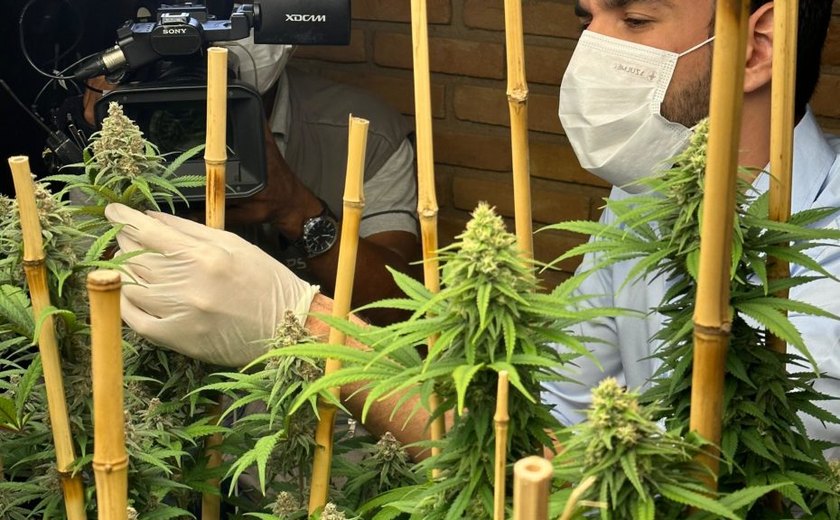 OAB/AL destaca avanços com aprovação da regulamentação do cultivo medicinal da Cannabis