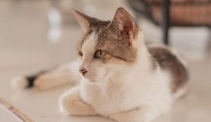 Gabinete da Causa Animal alerta sobre os cuidados ao deixar os pets sozinhos