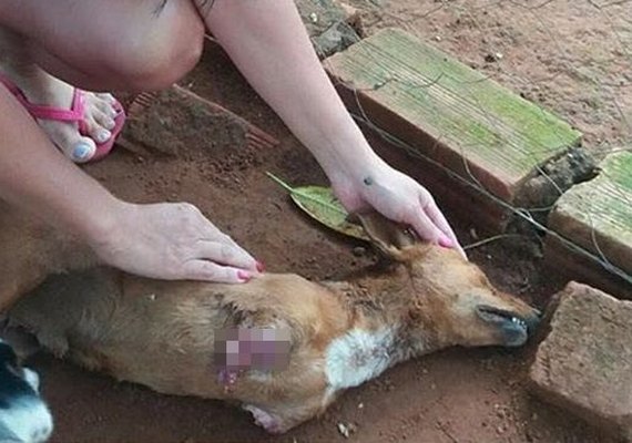 Homem decepa patas de cachorro por ficar incomodado com latidos