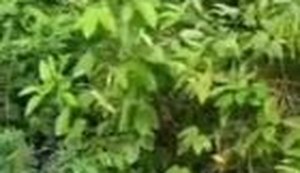 PC recupera moto roubada em local de mata fechada em menos de 24 horas