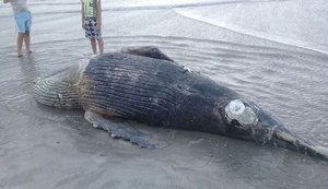 Mais uma baleia jubarte é encontrada morta na praia da Pajuçara