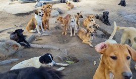 Sem ajuda do poder público, Instituto Animal Esperança passa por graves problemas
