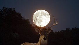 Lua do Veado: quando e como será o fenômeno lunar que só acontece em julho