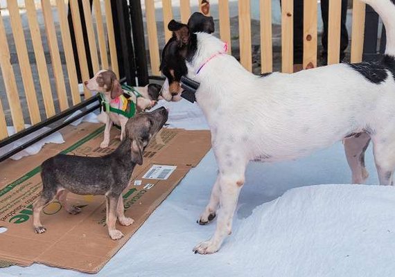 Dez animais ganham lar em Feira de Adoção do Shopping Pátio