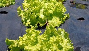 País desenvolve tecnologia para lavouras mais resistentes ao calor