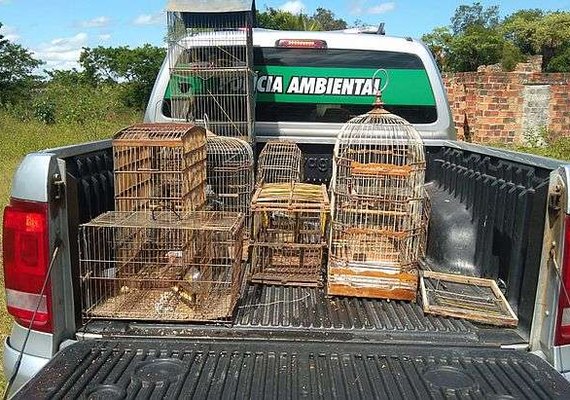 Operação da Polícia Ambiental resgata 17 aves silvestres em cidades de Alagoas