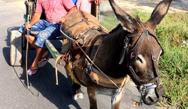 Abate de jumentos volta a causar polêmica