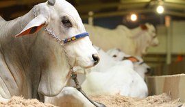 Expoagro reunirá melhores criadores e animais da região Nordeste