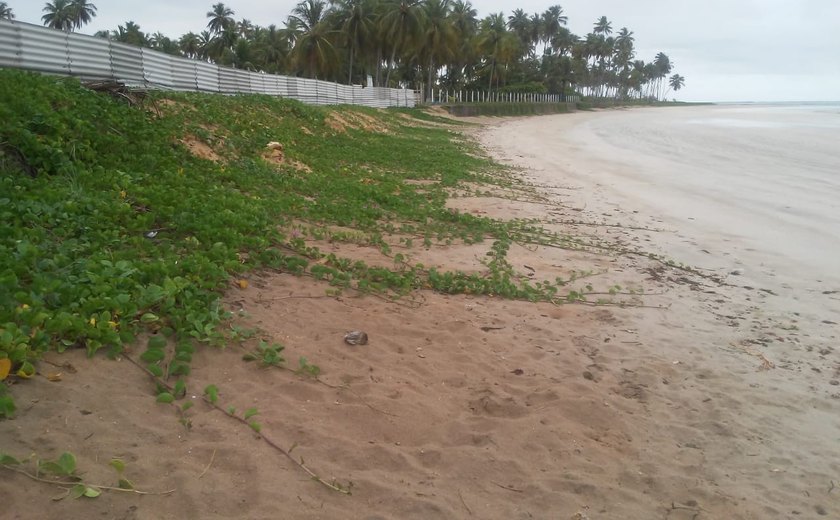 A importância da engorda natural como solução para muitas praias alagoanas