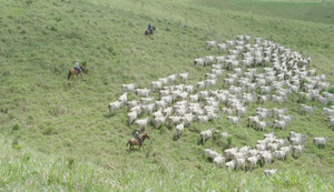 Produtores vão se reunir em Alagoas para discutir desenvolvimento da pecuária no Nordeste