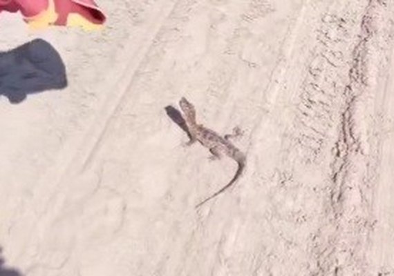 Em dois dias, cinco jacarés e duas cobras são encontrados em praias de Maceió
