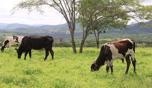 Chuvas amenizam seca no Agreste e Sertão de Alagoas