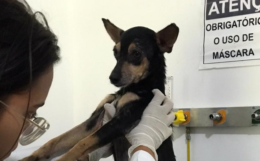 Polícia Civil resgata cadela em Maceió após denúncia de abuso e maus-tratos