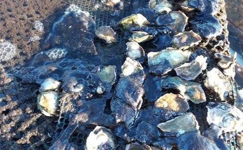 Rio Manguaba: 70% da produção de ostras se perde