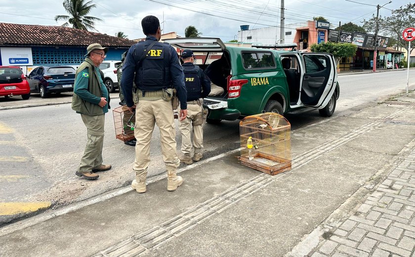 FPI do São Francisco flagra irregularidades em criatório de aves em Arapiraca