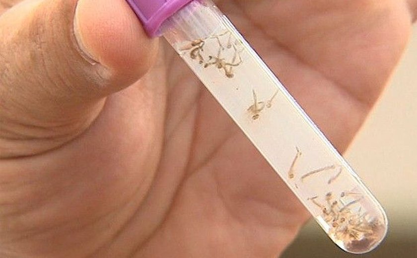 Aedes aegypti: 855 cidades brasileiras estão em situação de alerta