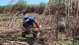 Agropecuária tem maior relação com trabalho escravo em Alagoas