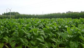 Adeal inicia trabalho de campo para manutenção de área livre do mofo azul do tabaco