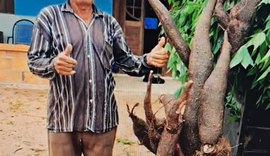 Agricultor colhe macaxeira gigante com 3 m e 80 kg em Girau do Ponciano
