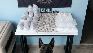 Cães da PM encontram drogas escondidas em área de mata em Arapiraca