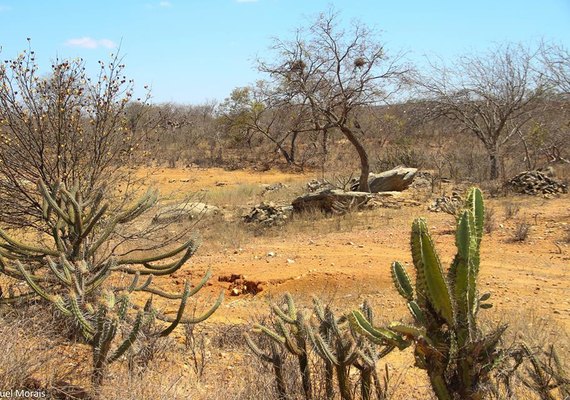 Plataforma reúne dados econômicos e sociais sobre região da caatinga no Nordeste