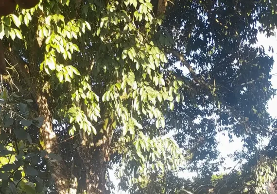 Corpo é encontrado por populares no Rio Paraíba, em Cajueiro