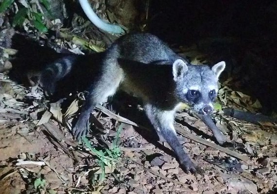 Raridade, quati é visto na tribo Xukuru-Kariri em Palmeira dos Índios
