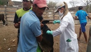 Emater inicia vacinação contra brucelose em municípios da Bacia Leiteira