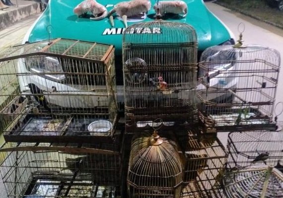 Milhares de animais agonizam e morrem soterrados em Brumadinho