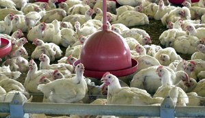 Brasil pode retomar exportações de carne de frango em 28 dias