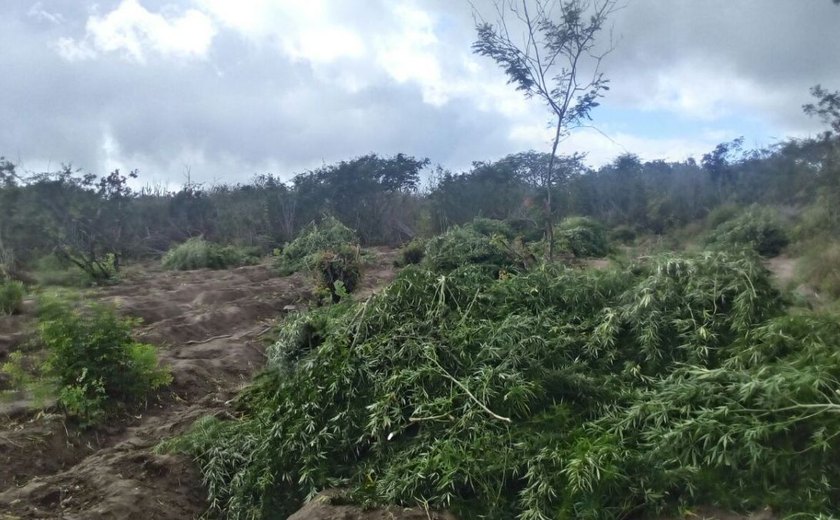 Descoberto plantio irrigado com 22 mil pés de maconha no Sertão de Alagoas