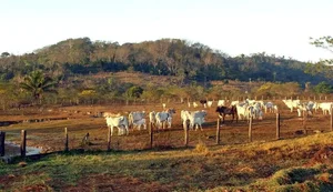 Agropecuária ocupa territórios próximos aos preservados na Amazônia